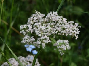 beskid wyspowy 30 (1)